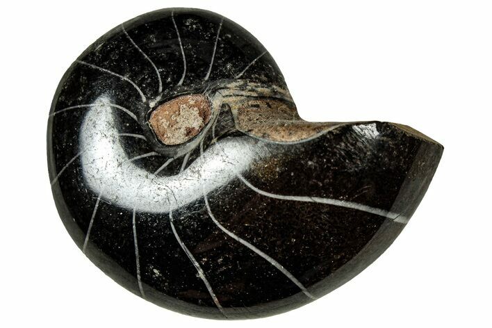 Polished Fossil Nautilus (Cymatoceras) - Unusual Black Color! #329216